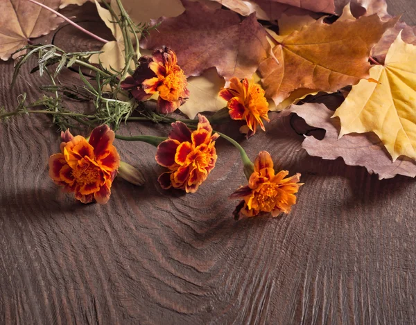 Autumn leaves and Tagetes flowers — Stock Photo, Image