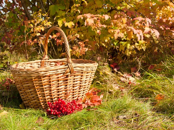 Beautiful Autumn. Herfst oogst — Stockfoto