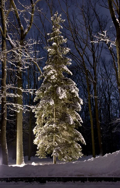 Beautiful Winter forest at night — Stock Photo, Image