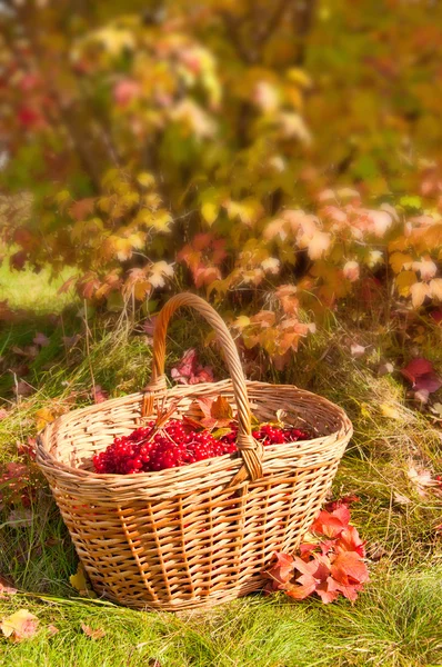 Beautiful Autumn. Herfst oogst in mand — Stockfoto