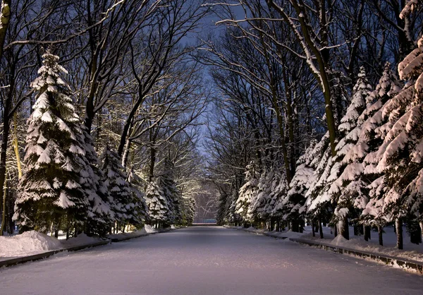 Belo parque de Inverno à noite — Fotografia de Stock
