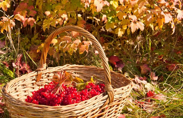 Вибурнум ягоды в корзине — стоковое фото