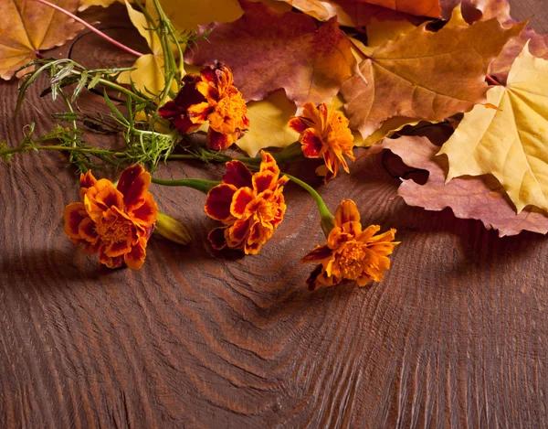 Herfst Afrikaantje bloemen — Stockfoto