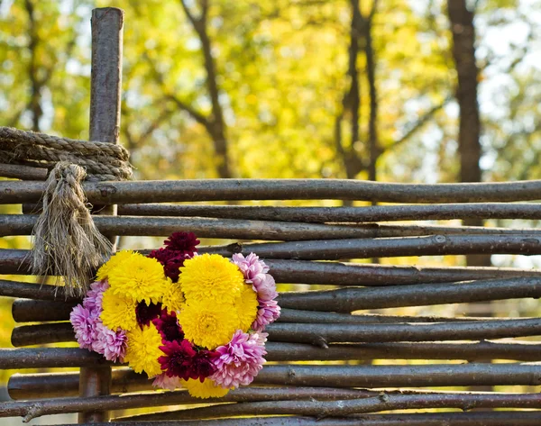 Schöne Herbstblumen — Stockfoto