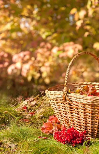 Pięknej jesieni. Zbiorów w koszyku — Zdjęcie stockowe