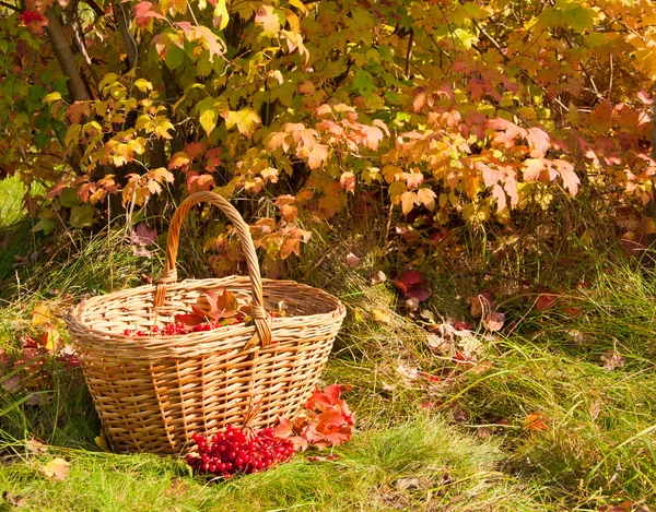 De prachtige herfst — Stockfoto