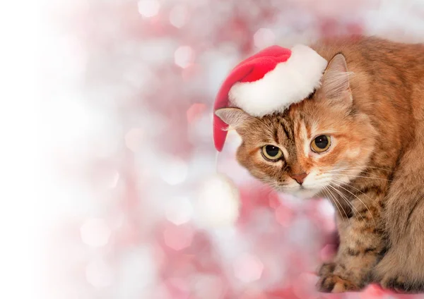 クリスマスの背景。サンタ帽子をかぶって猫 — ストック写真