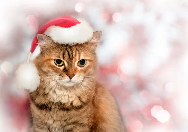 Güzel Christmas cat. Noel Baba şapkası giyen kedi — Stok fotoğraf