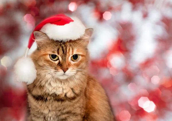 Noel kedi. Noel Baba şapkası giyen kedi — Stok fotoğraf