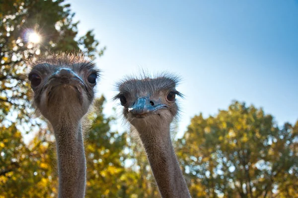 (ダチョウのラクダ属のアフリカのダチョウ) — ストック写真