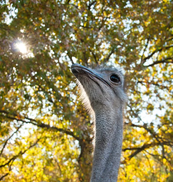 El avestruz africano (Struthio camelus ) — Foto de Stock