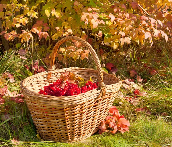 Belle couleur automne. Récolte d'automne dans le panier — Photo