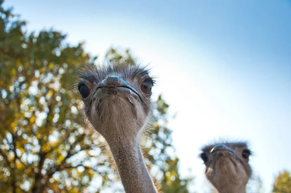 De Afrikaanse Ostrichses — Stockfoto