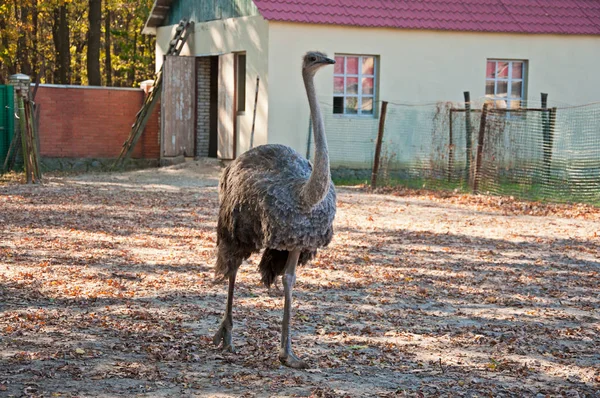 Der afrikanische Strauß auf der Farm — Stockfoto