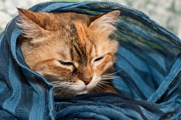 Grande gatto dormire — Foto Stock