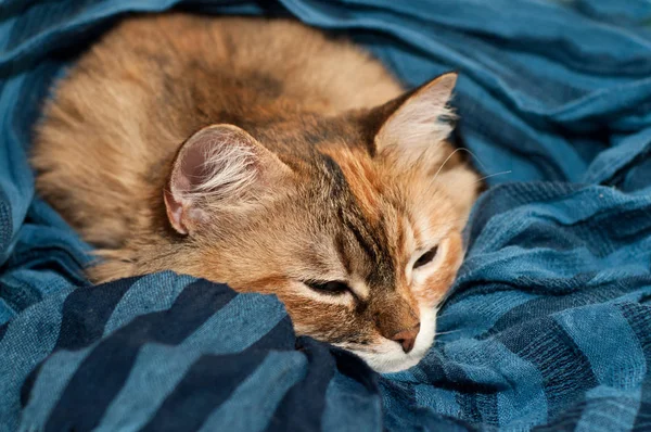 Büyük kedi üzerine mavi kumaş uyku — Stok fotoğraf