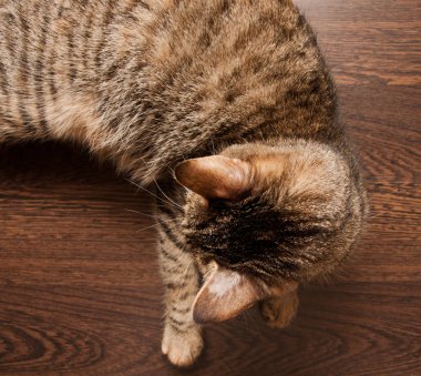 Mantar hastalığı kedi
