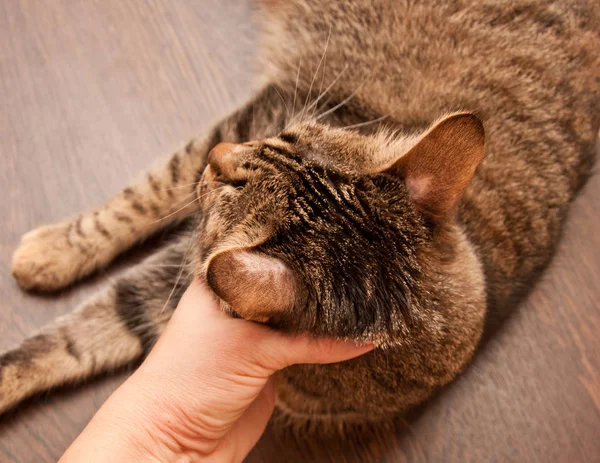 Ringworm in cat — Stock Photo, Image