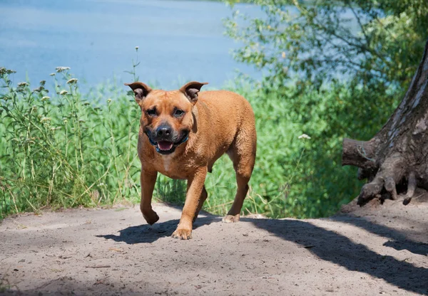 American Staffordshire Terrier — Stock Photo, Image