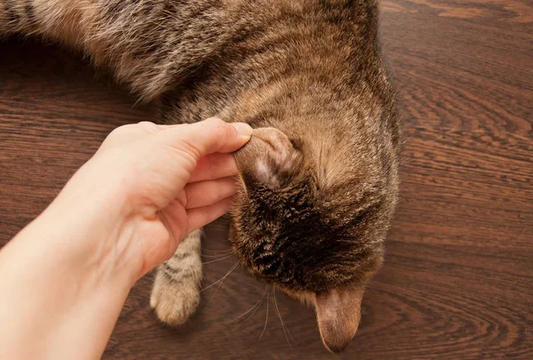 Verme ringhiera nel gatto — Foto Stock