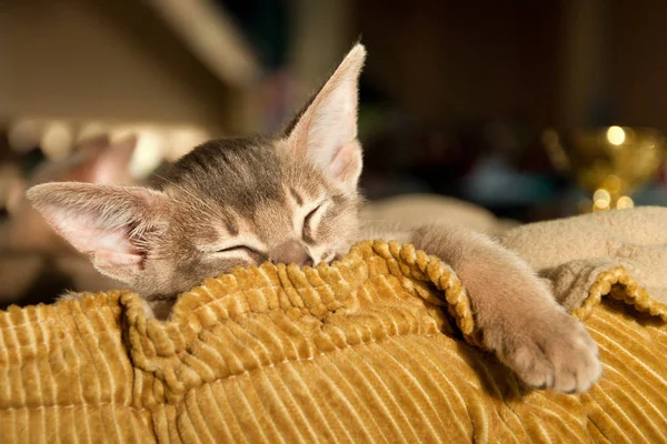 Anak kucing Abyssinian tidur — Stok Foto