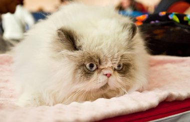 Farsça kedi bir sergi