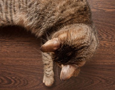 Mantar hastalığı kedi