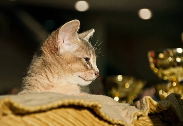 阿比西尼亚猫展 — 图库照片