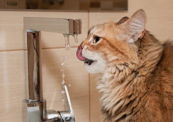 Кошка пьет воду в ванной комнате — стоковое фото
