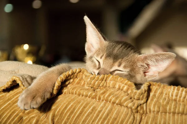 Gattino abissino addormentato — Foto Stock
