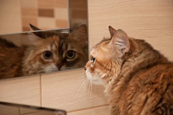 Kat ser i spejlet Royaltyfrie stock-fotos