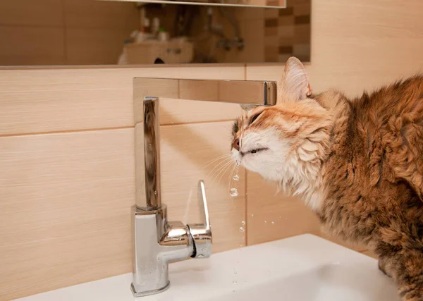 Kat drikkevand i badeværelset Royaltyfrie stock-billeder
