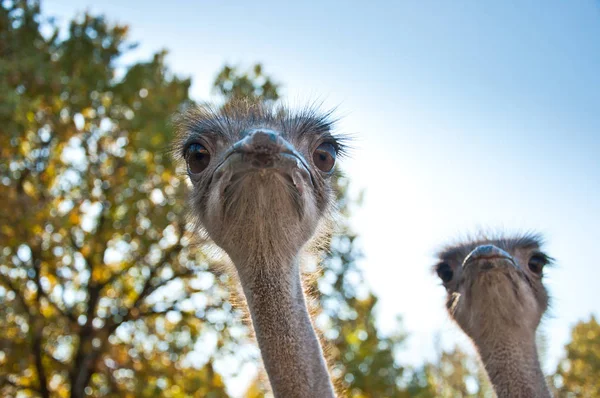 Африканские страусы (Struthio camelus ) — стоковое фото