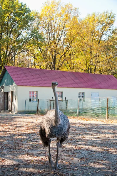 The African Ostrich at the farm — Stock Photo, Image