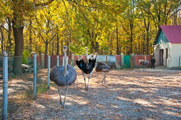 Los avestruces africanos en la granja —  Fotos de Stock