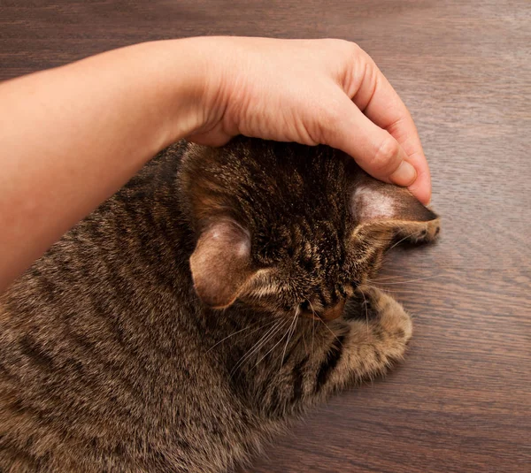 Ringworm in cat — Stock Photo, Image