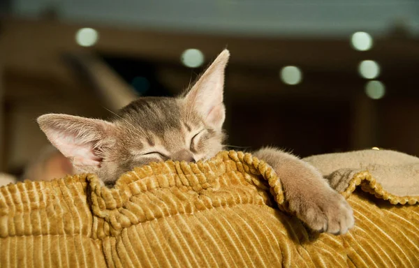 Gatinho abissínio dormindo — Fotografia de Stock