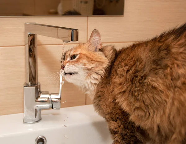 Cat drinking water — Stock Photo, Image