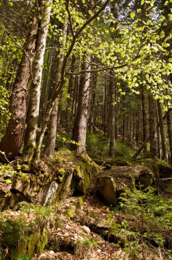 kayın ormanı Karpat Dağları