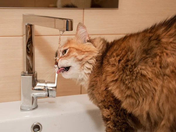 Agua potable para gatos Fotos De Stock