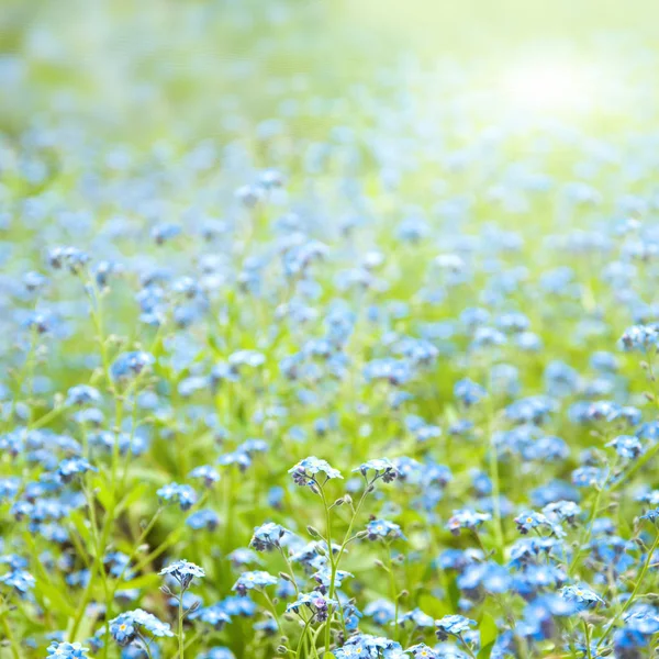 Soliga blommor våren bakgrund — Stockfoto