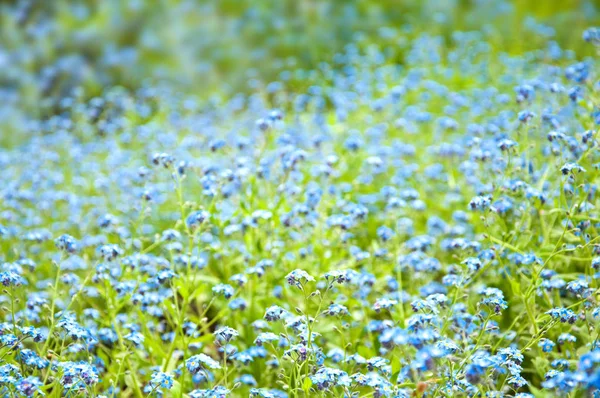 Vackra blå blommor bakgrund — Stockfoto