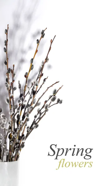 Szép tavaszi kártya. Punci fűzfa, fehér háttér — Stock Fotó