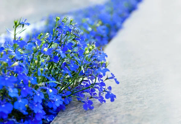 Hermosas flores azules —  Fotos de Stock