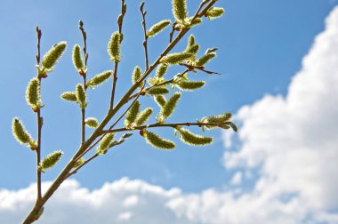 Güzel bahar kartı. Kukum mavi gökyüzü arka plan üzerinde