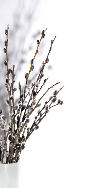 Szép tavaszi kártya. Punci fűzfa, fehér háttér — Stock Fotó