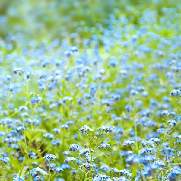 Синие цветы фон — стоковое фото