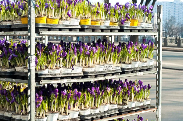 Många? rocuses i flowershop — Stockfoto