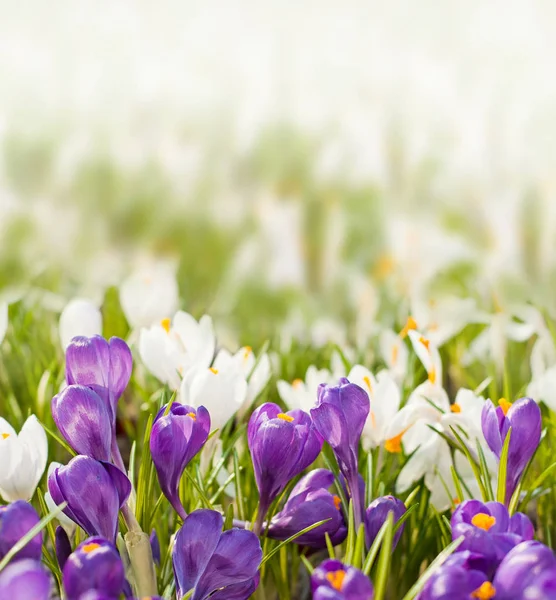 Spring flowers on blurred background — Stock Photo, Image