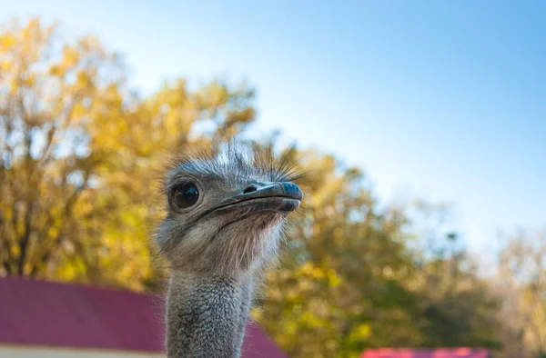 De Afrikaanse struisvogel (Struthio camelus) — Stockfoto